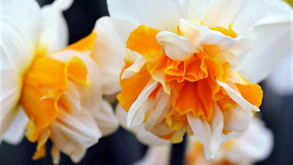 Narcis plnokvětý: nadýchané květy mají oproti běžným narcisům buď plnou trubku či korunku, nebo zmnožené okvětní plátky, které jsou rozčleněny pakorunkou, anebo mají taky obojí