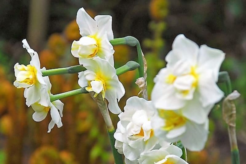 Kultivar Cheerfulness: vícekvětý plnokvětý narcis má smetanově bílé květy se žlutým středem, skvělý k řezu.