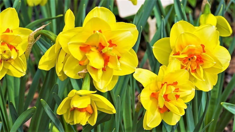 Narcisy (Narcissus) jsou pravé cibule, sázejí se na podzim a kvetou na jaře. 