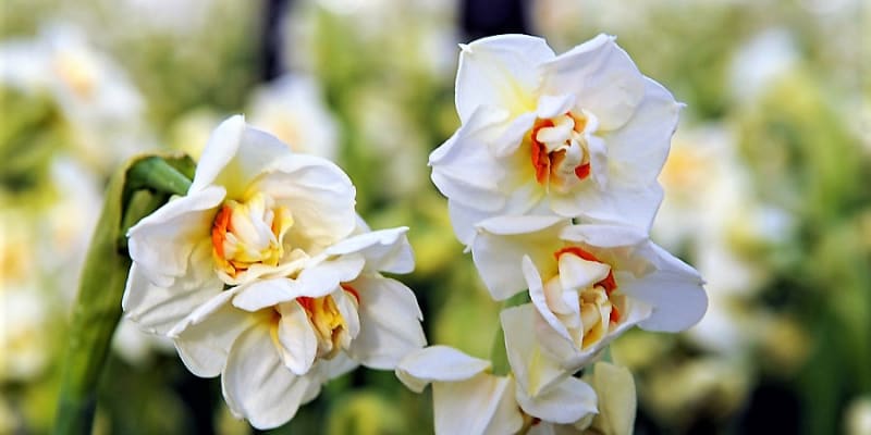  Kultivar Abba:  narcis s bílými okvětními plátky, které jsou při bázi nažloutlé, uprostřed má žluté, oranžové až načervenalé vybarvení, velmi příjemně voní.