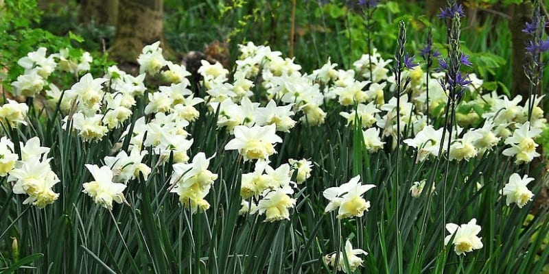 Narcisy (Narcissus) jsou na pěstování nenáročné a na jednom stanovišti je můžeme nechat více let Cibule vysazujeme na slunné až polostinné, dobře chráněné stanoviště. Větrné nebo vlhké počasí může způsobit zlomení stonků.