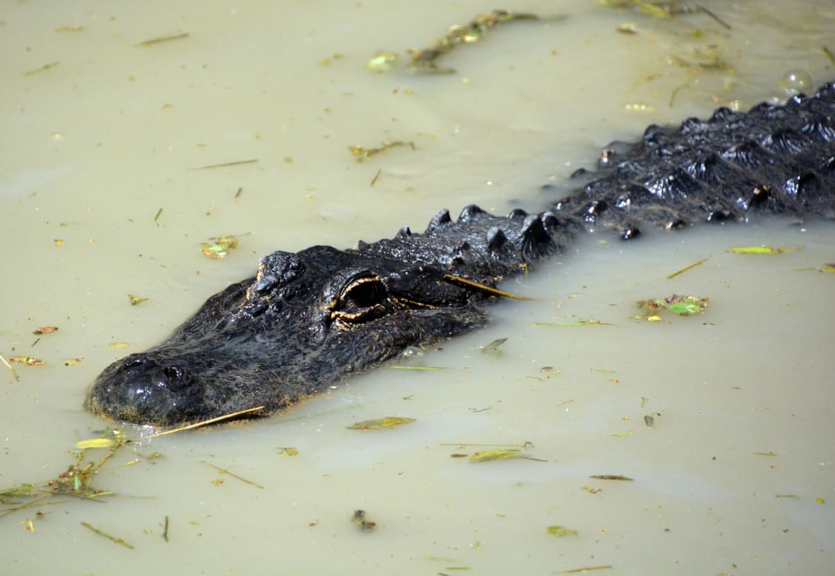 V oblasti floridského města Tampa letos došlo už k nejméně pěti útokům aligátorů na člověka. (Ilustrační foto)