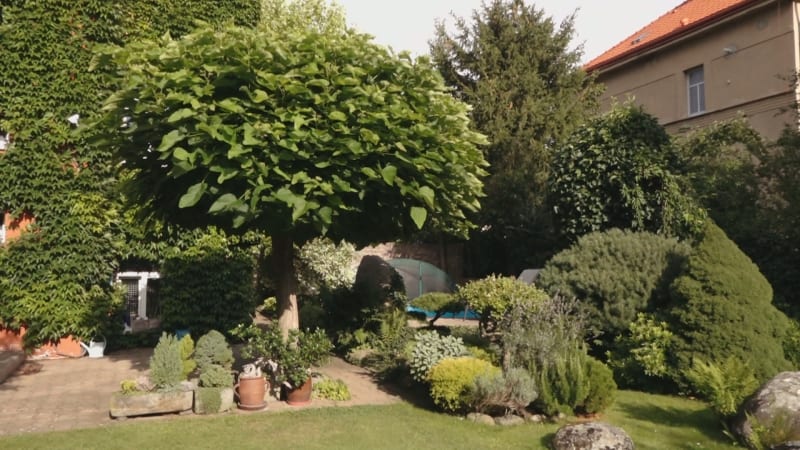 Iva Hüttnerová má na zahradě velkou spoustu rostlin.