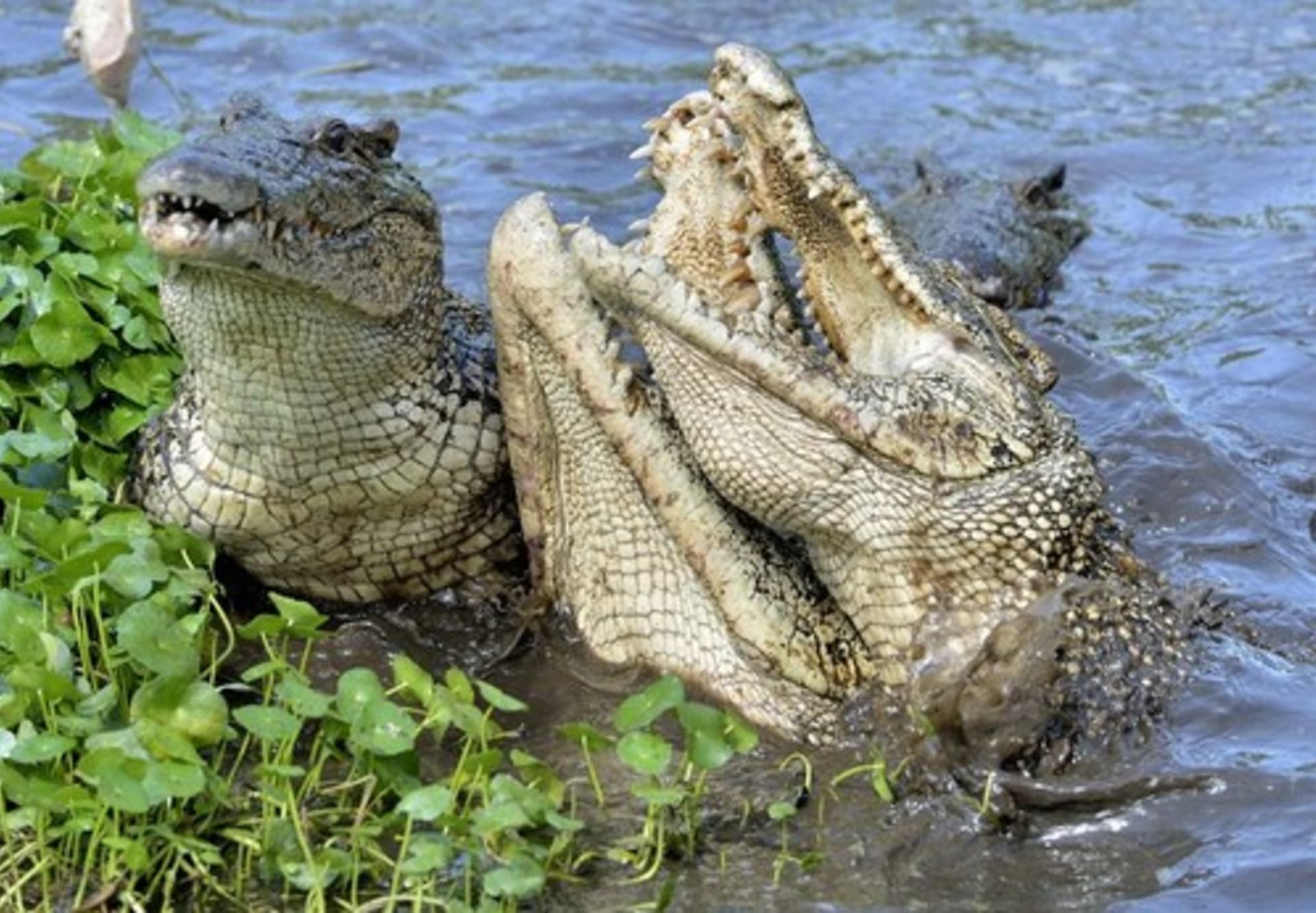 Souboj krokodýlů kubánských. 