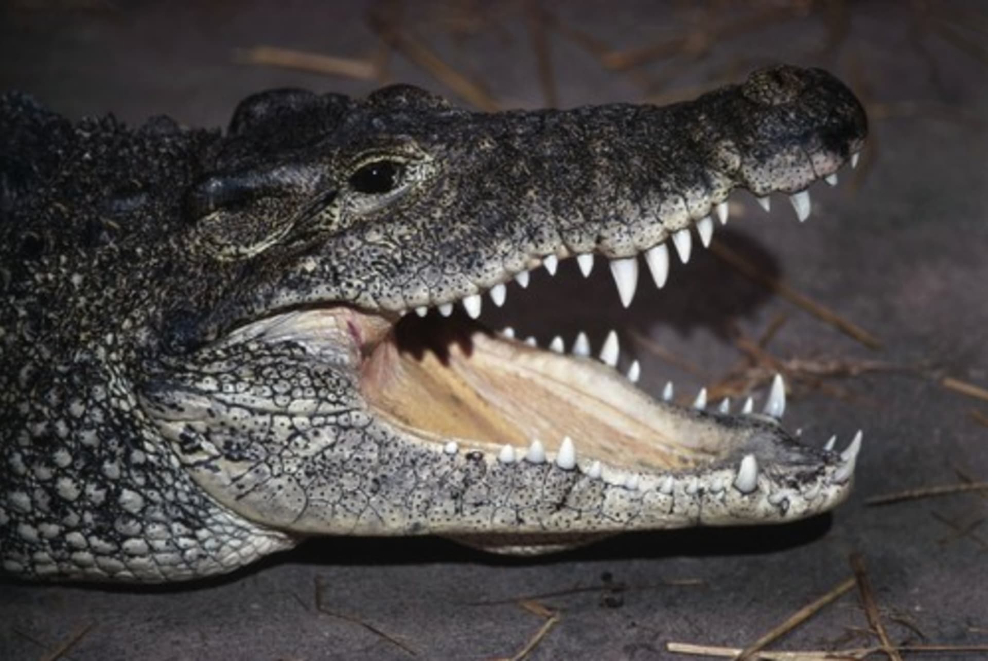 Krokodýl kubánský patří mezi nejagresivnější druhy. 