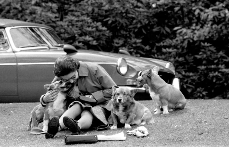 Královna od dětství milovala psy, za svůj život jich měla více než třicet.