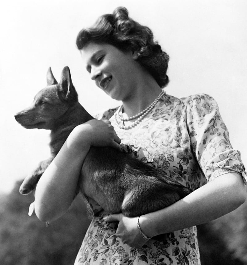 K Alžbětě II. neodmyslitelně patřili psi rasy corgi.