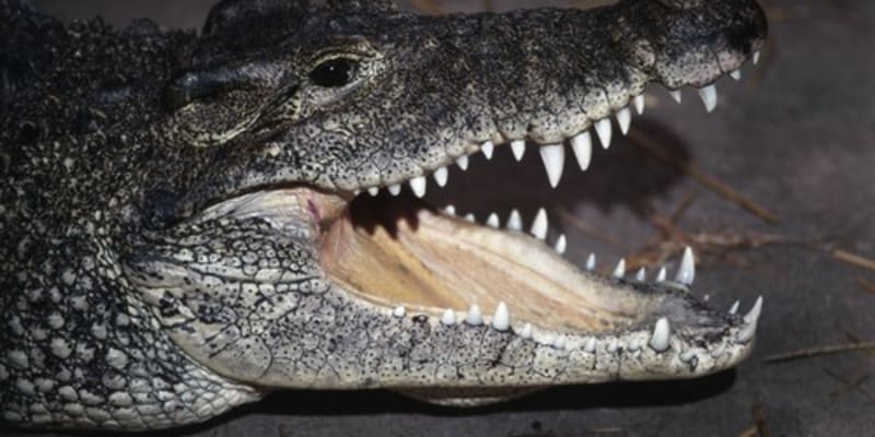 Krokodýl kubánský patří mezi nejagresivnější druhy. 