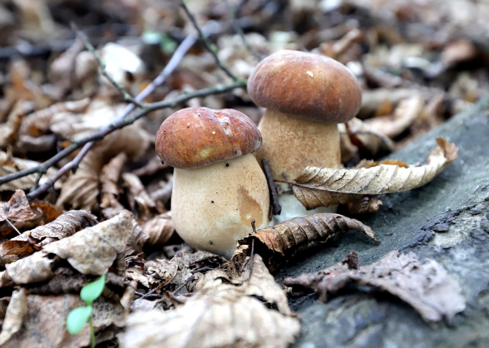 Hřib dubový patří mezi velmi oblíbené houby. 