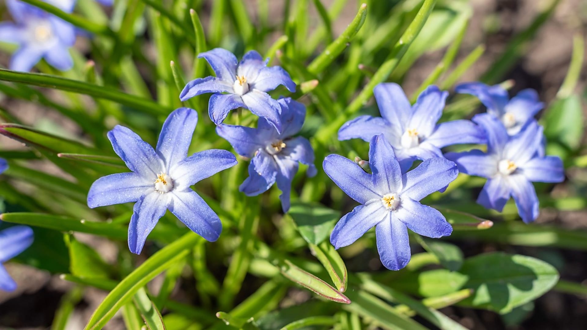 Ladonička sardská (Chionodoxa sardensis) má drobné,  středně modré květy,  divoce roste v Turecku.