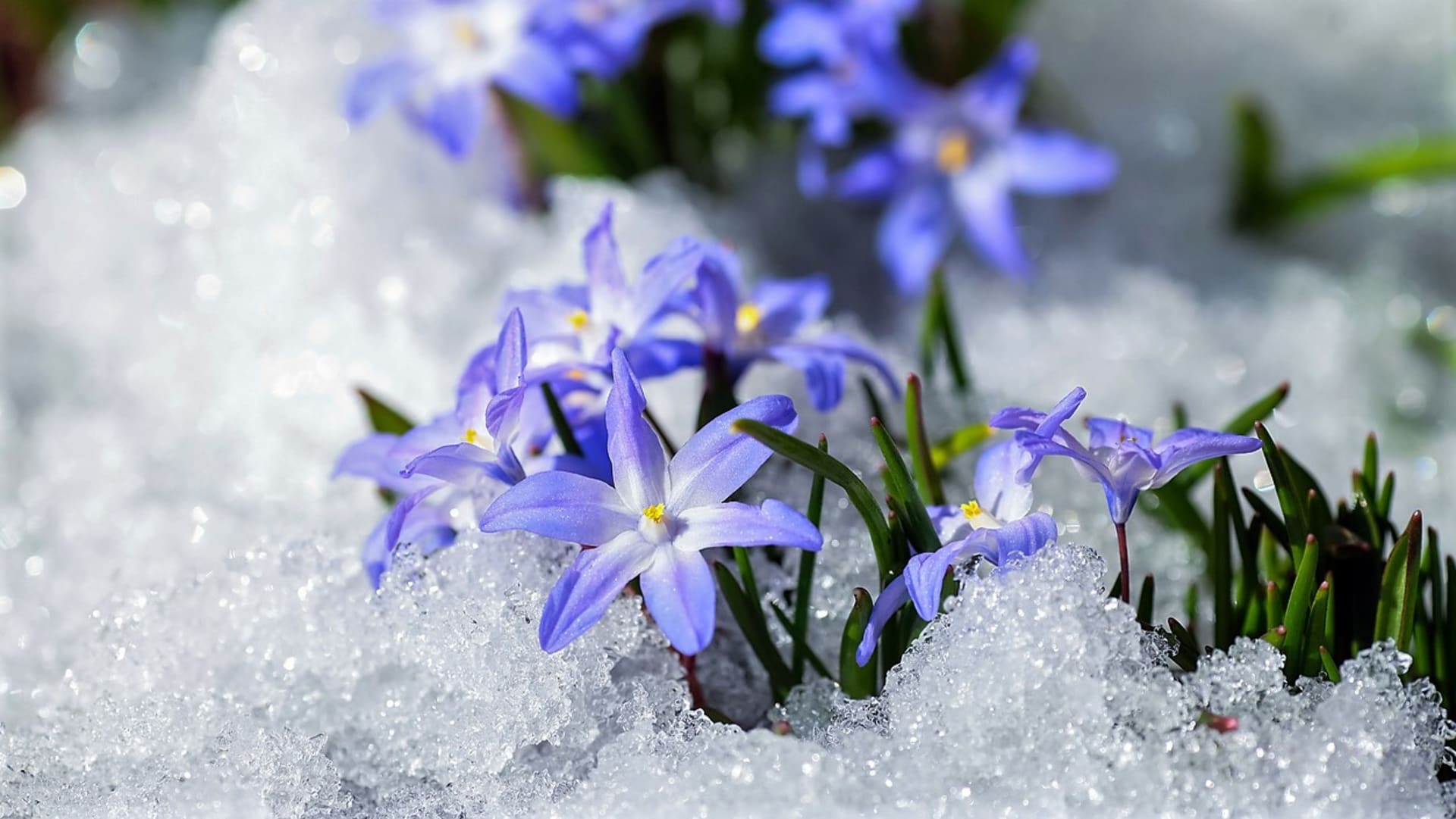  Ladoňky, ladoničky, puškínie, sasanky nebo kosatce většinou rozkvétají začátkem března, mnohdy nesměle vykukují ještě ze sněhu, a tak se v květu potkávají se známějšími sněženkami, bledulemi či krokusy.  Na snímku ladonička bělomodrá (Chionodoxa luciliae) 