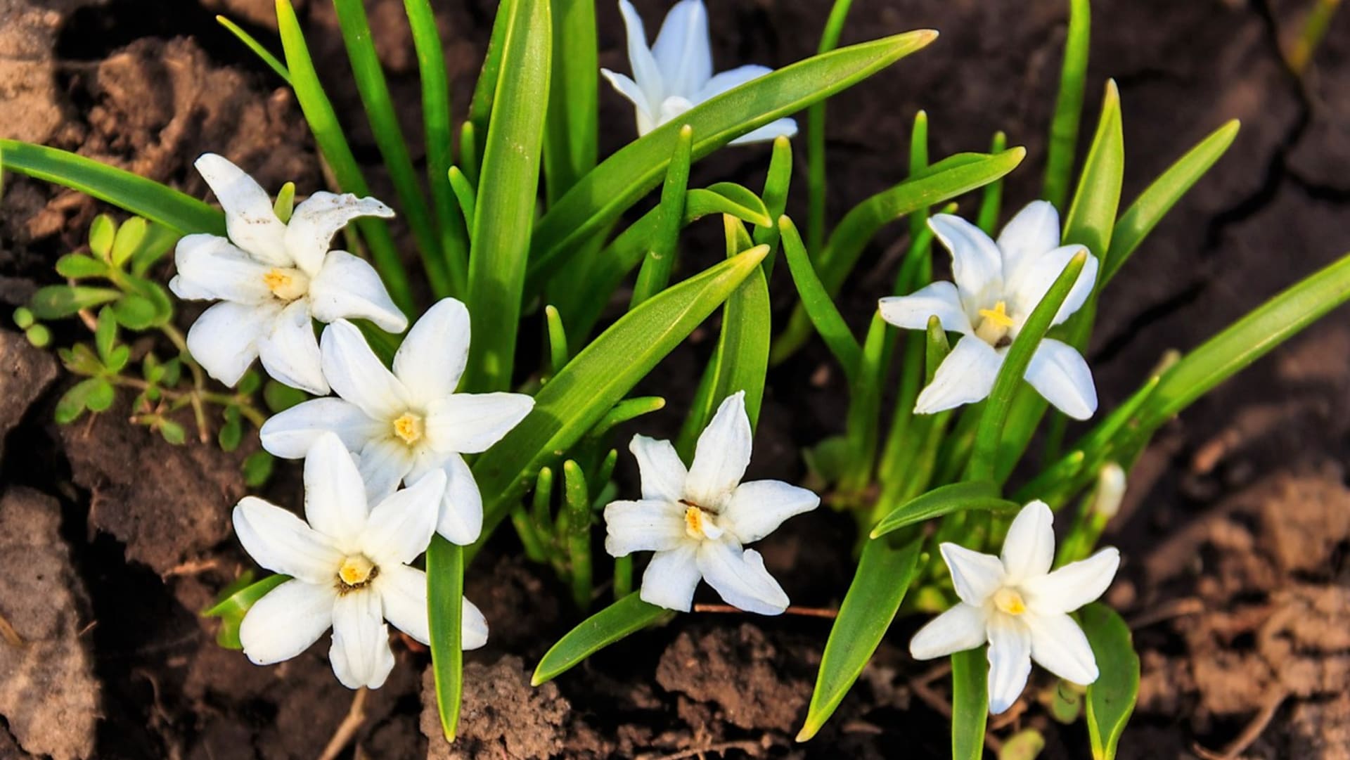 Květy ladoniček jsou nejčastěji modré, ale mohou být i růžové, fialové nebo bílé. Na snímku bílý kultivar Chionodoxa forbesii Alba