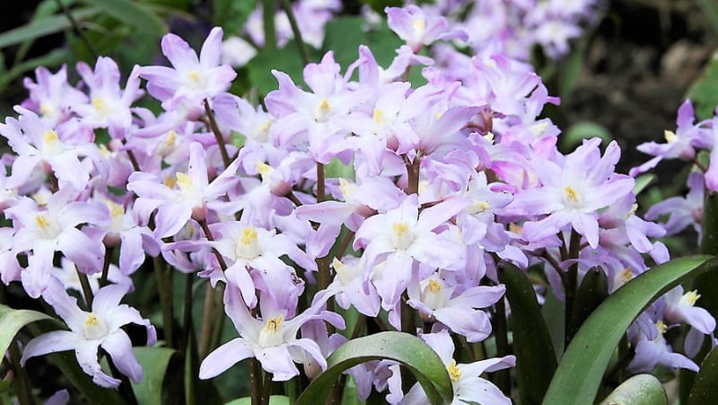  Ladonička kvete modrými hvězdičkovitými květy, které mají bílý střed. Existuje i v růžových a světle fialových kultivarech.