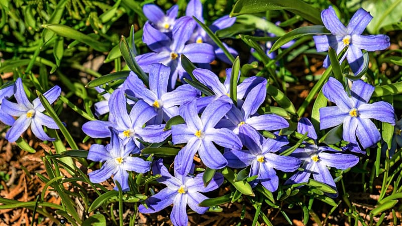Ladoničky (Chionodoxa) jsou drobné, 10 až 15 cm vysoké cibuloviny s půvabnými hvězdicovými květy, které mají bílý střed a šest okvětních plátků spojených k sobě. 