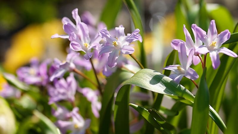 Původní druhy ladoničky tvoří na květním stonku jeden až dva květy, vyšlechtěné jich mohou mít až šest. Na snímku růžový kultivar Chionodoxa forbesii Pink Giant.