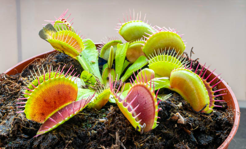 Mucholapka podivná (Dionaea muscipula)