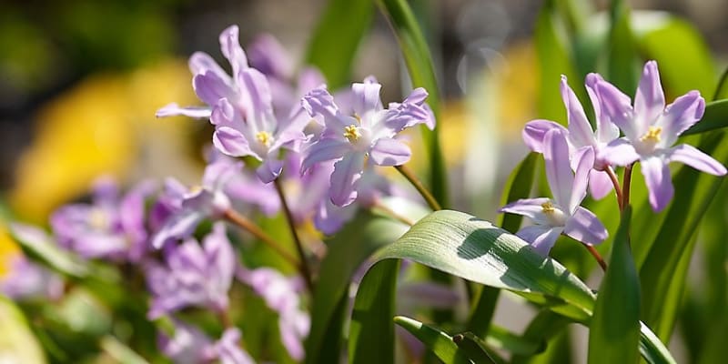 Původní druhy ladoničky tvoří na květním stonku jeden až dva květy, vyšlechtěné jich mohou mít až šest. Na snímku růžový kultivar Chionodoxa forbesii Pink Giant.