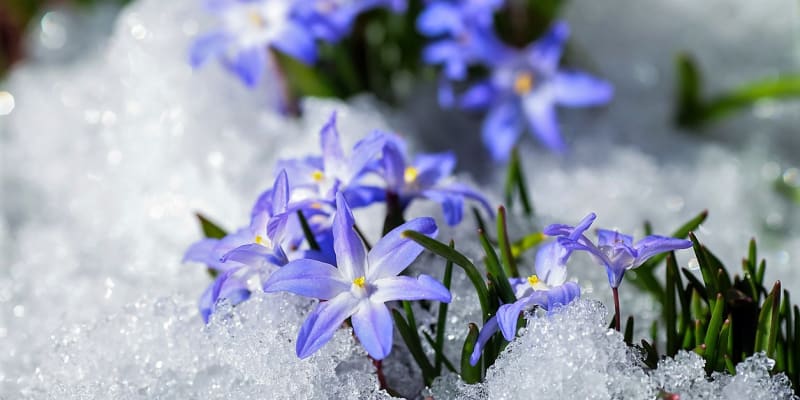  Ladoňky, ladoničky, puškínie, sasanky nebo kosatce většinou rozkvétají začátkem března, mnohdy nesměle vykukují ještě ze sněhu, a tak se v květu potkávají se známějšími sněženkami, bledulemi či krokusy.  Na snímku ladonička bělomodrá (Chionodoxa luciliae) 