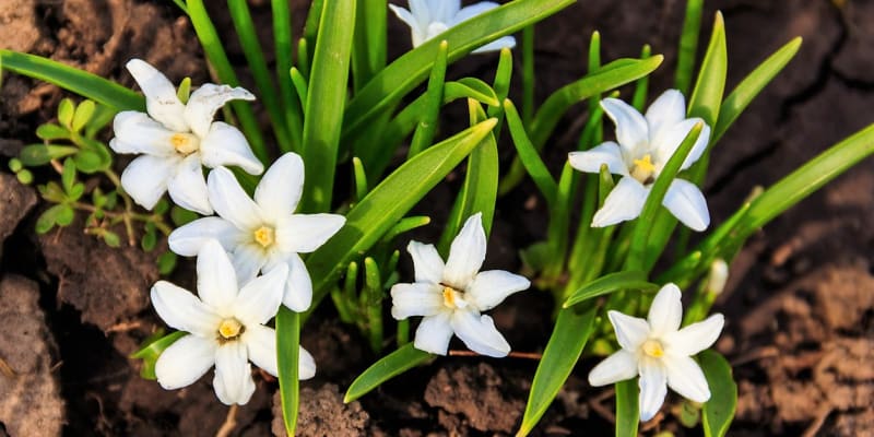 Květy ladoniček jsou nejčastěji modré, ale mohou být i růžové, fialové nebo bílé. Na snímku bílý kultivar Chionodoxa forbesii Alba