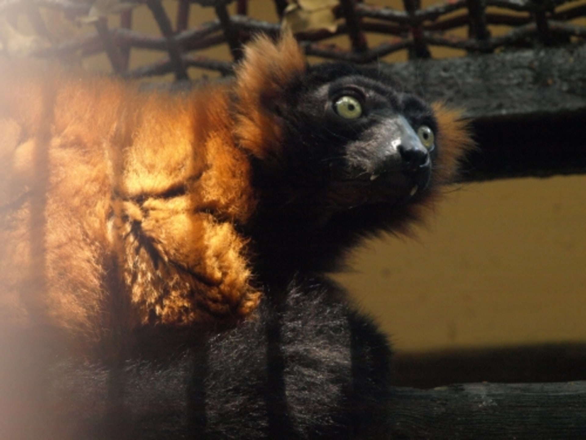 Lemur vari červený v děčínské Zoo