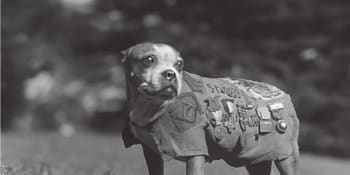 Zvířecí hrdinové: Stubby –⁠ pes seržant, který zachraňoval vojáky před plynem i granáty