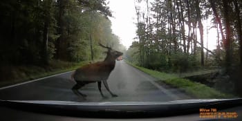 Děsivé záběry z cesty: Řidiči skočil pod kola mohutný jelen, ke srážce chyběly milimetry