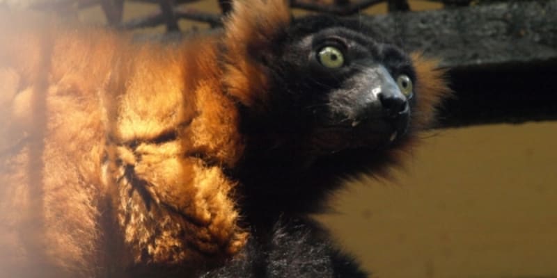Lemur vari červený v děčínské Zoo
