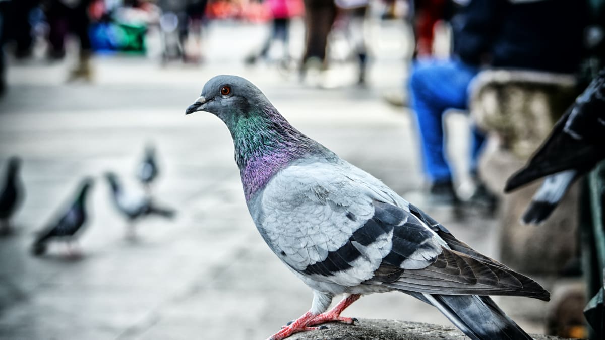 Holubníky pro holuby jsou nejefektivnější ke snížení populace ve městech