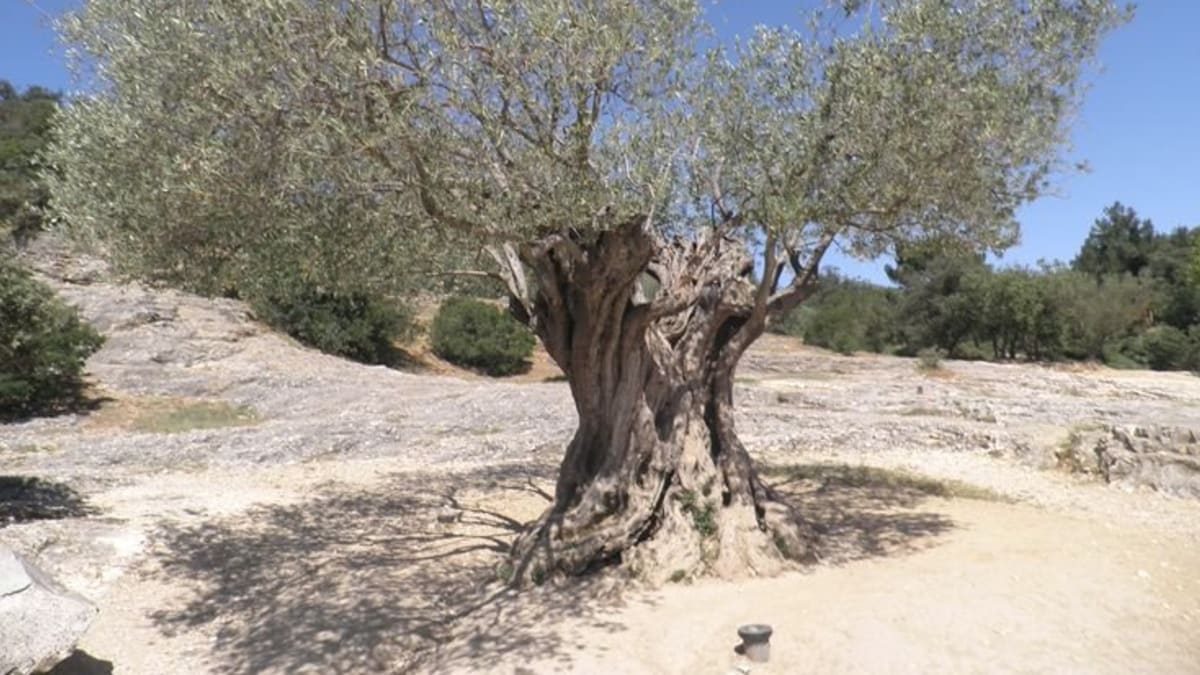 Olivovníky žijí stovky let a některé dokonce i tisíce...