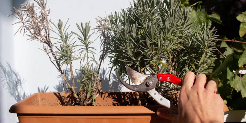 Levandule lékařská (Lavandula angustifolia)