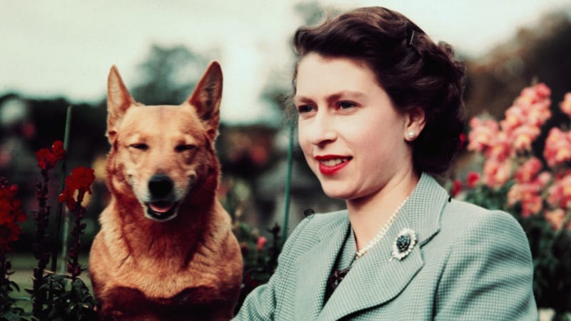 Královna Alžběta II. s jedním ze svých psů corgi