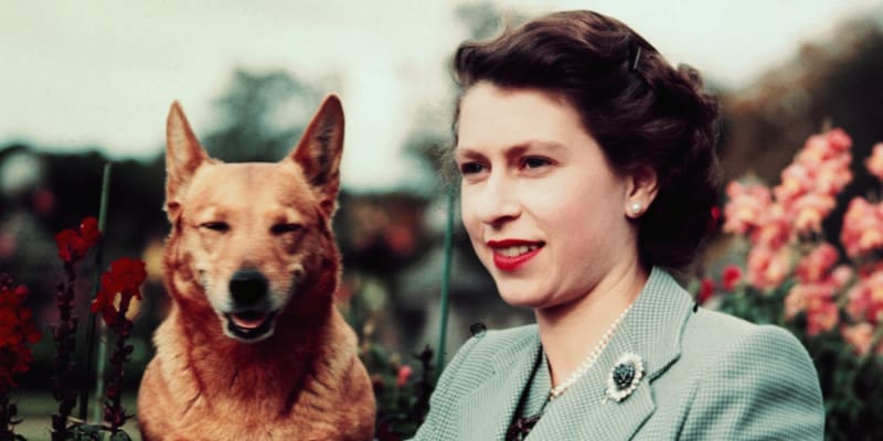 Královna Alžběta II. s jedním ze svých psů corgi