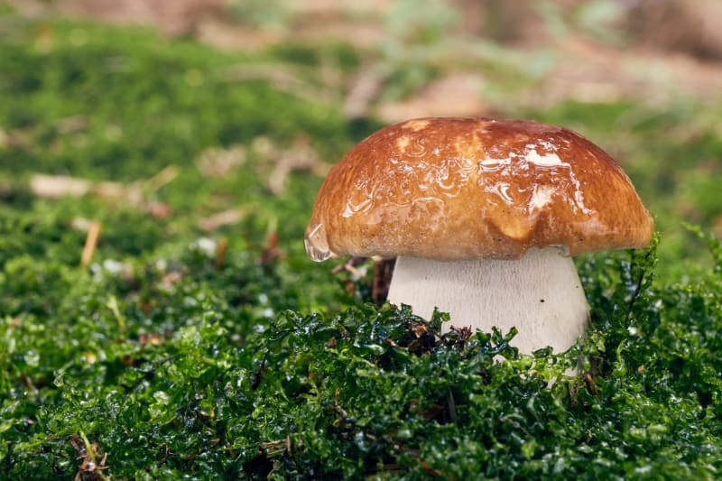 I ta nejlépe vypadající houba může mít své nájemníky