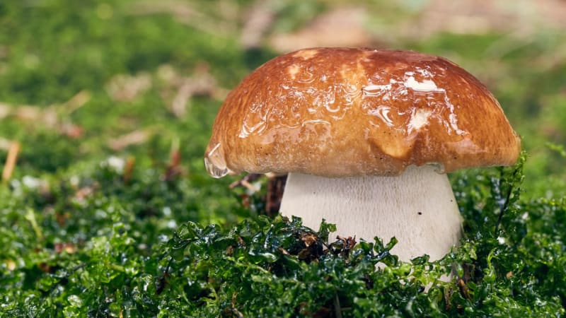 KVÍZ: Vyznáte se v houbách? Ověřte si znalosti v rychlém testu