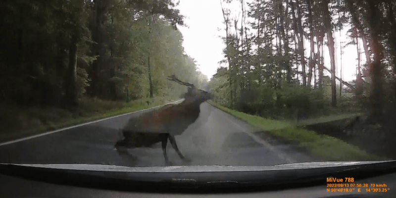 Tomáš Dvořák, kterému se jelen jen otřel o auto, si zpětně myslí, že se v tu chvíli podruhé narodil.
