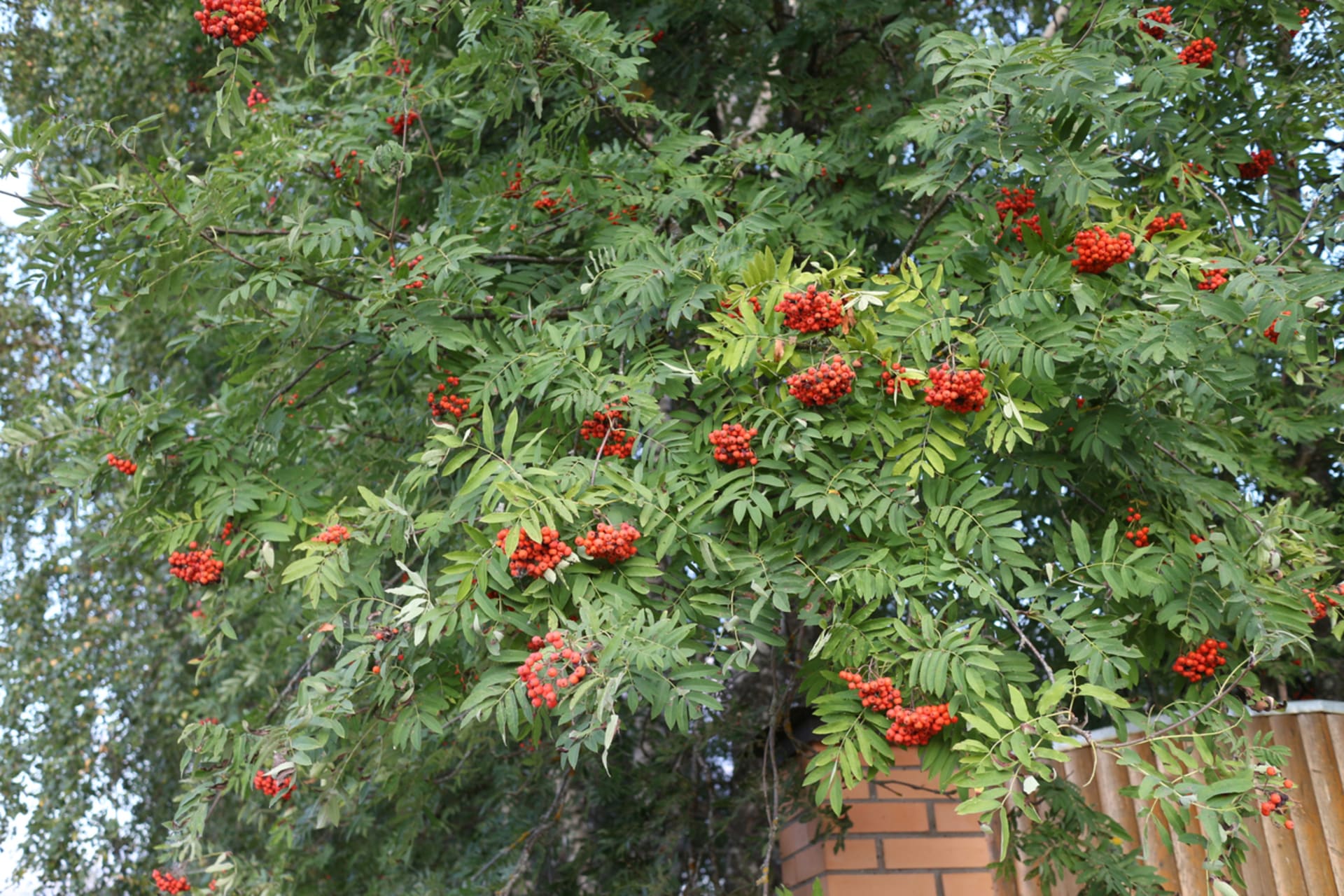 Jeřáb ptačí, jeřáb obecný, červený jeřáb (Sorbus aucuparia)