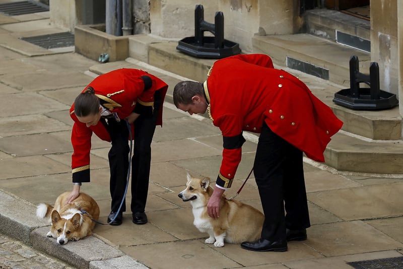 Královnini milovaní psi corgi čekají, až pohřební průvod vyrazí.