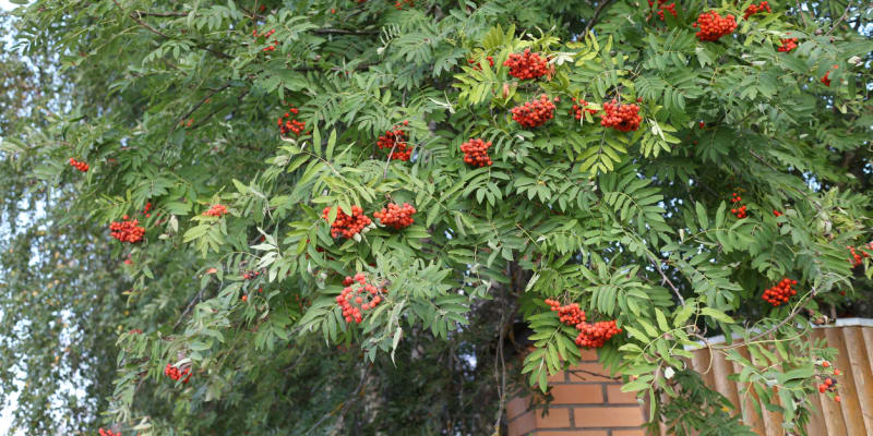 Jeřáb ptačí, jeřáb obecný, červený jeřáb (Sorbus aucuparia)