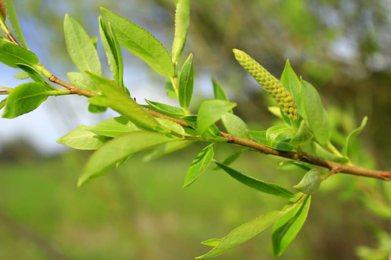 Vrba (Salix)