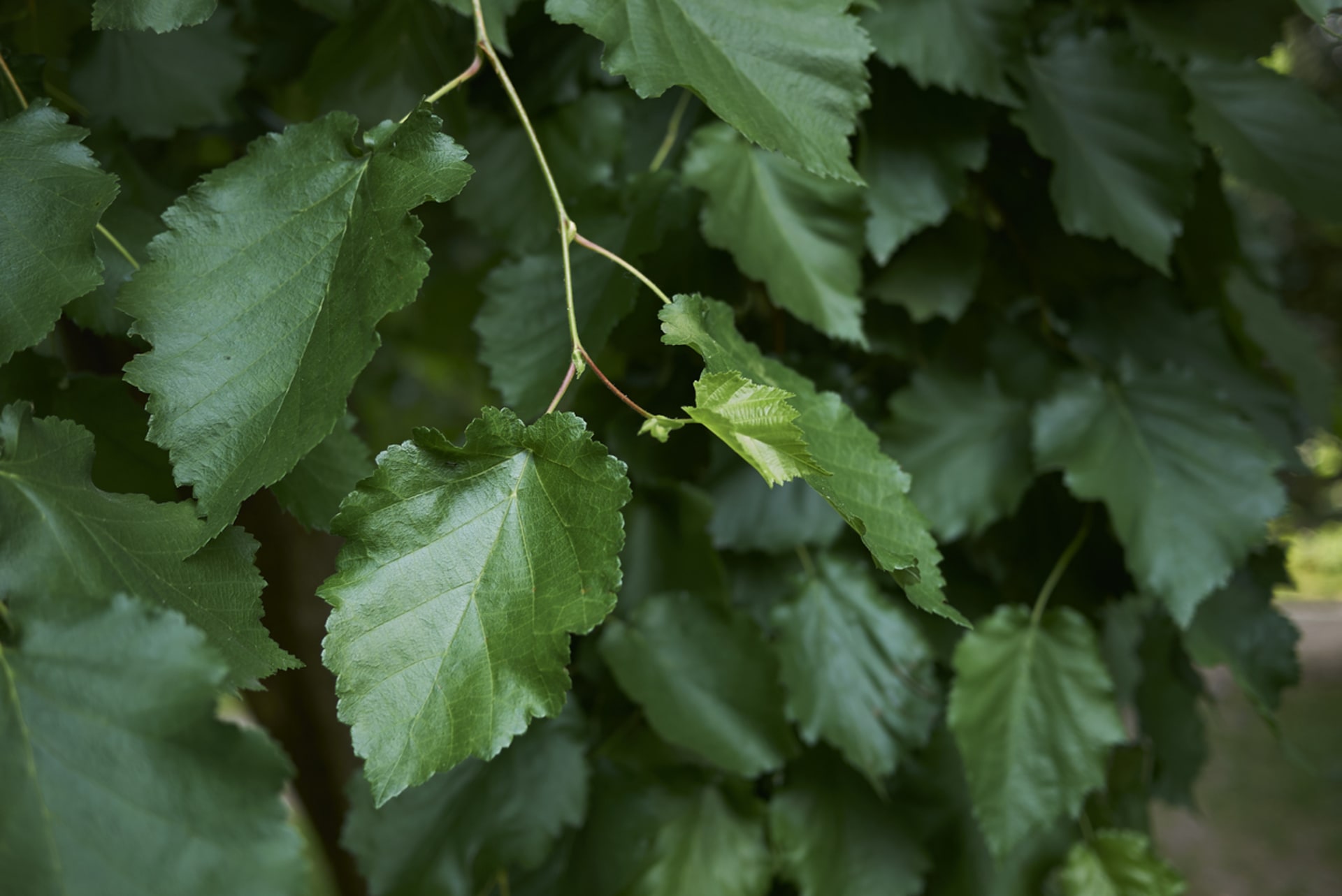Líska turecká (Corylus colurna) - listy mají tmavě zelenou barvu