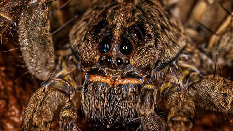 Noční můru arachnofobů spláchnutím nezabijete. Obří pavouk miluje vodu a má příbuzné i v Česku