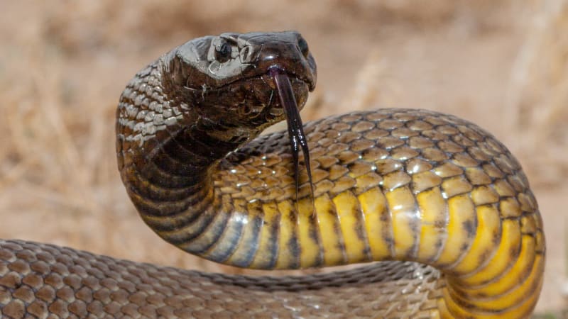 Nejjedovatější had světa má jedu na zabití 100 lidí. Podívejte se, jak agresivně útočí
