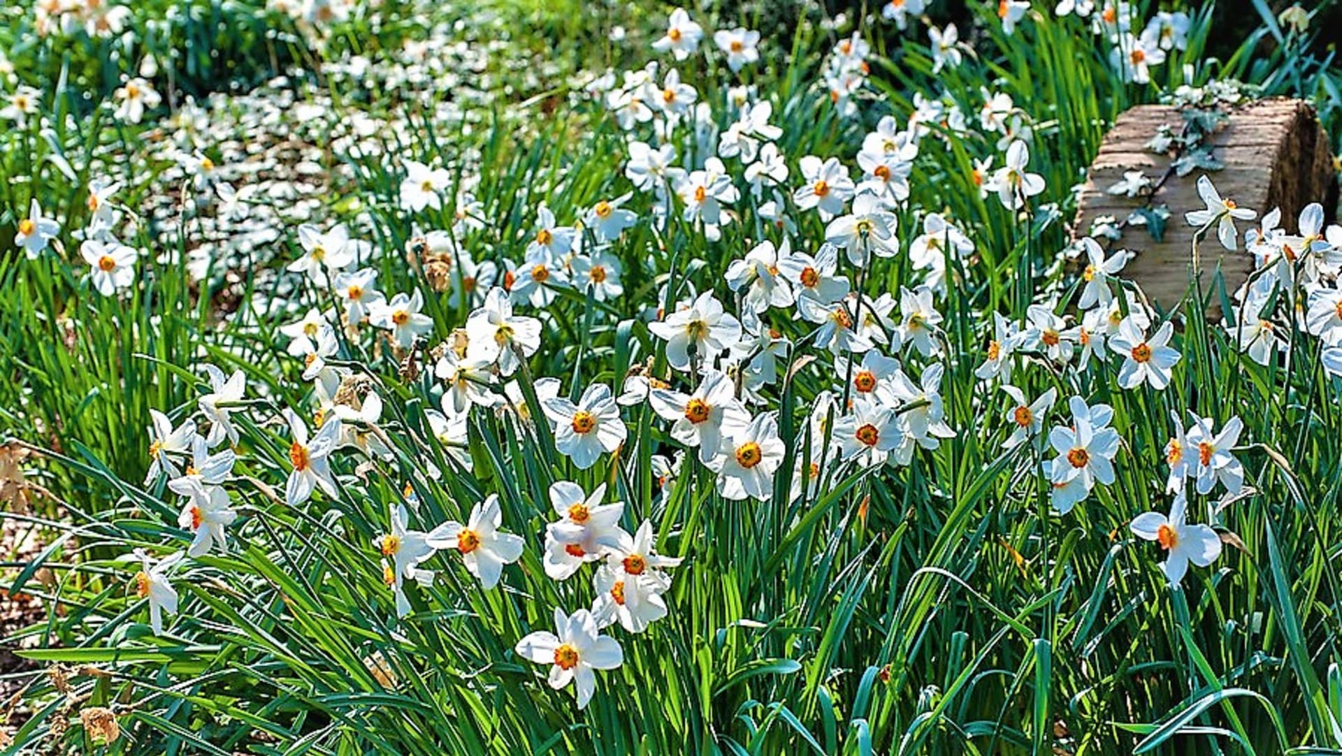 Narcis bílý je vhodný i pro začínající zahrádkáře, pěstuje se snadno. Hodí se do trvalkových záhonů jako lem, vynikne ve skupinách samostatně i v kombinaci s ostatními jarními cibulovinami.