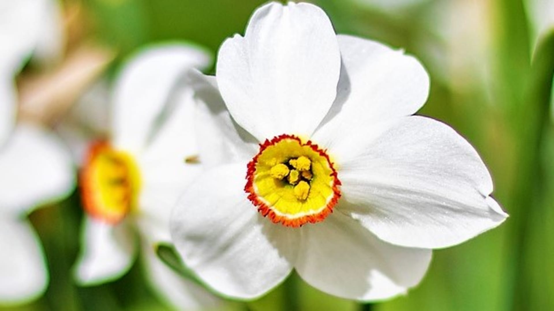 Nepřehlédnutelné květy narcisu poetického mají výrazný plochý žlutooranžový střed s většinou tmavě červeným zkadeřeným okrajem a zeleným okem v třpytivě bílých, dozadu zahnutých okvětních lístcích, které se na okrajích zakřivují.