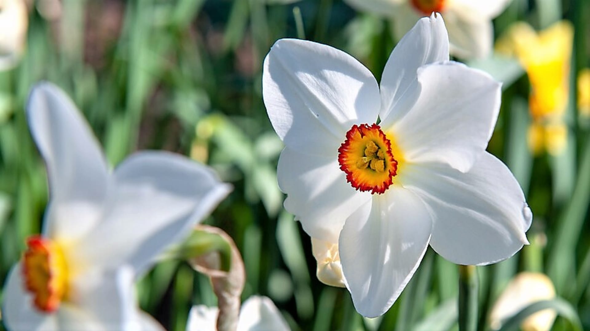 Narcissus poeticus var. recurvus zdobil zahrádky našich babiček. Je vysoký 30 až 40 cm. Má čistě bílé okvětní plátky, střed je zelenožlutý s červeným lemováním, květy jsou široké zhruba 6 cm. 