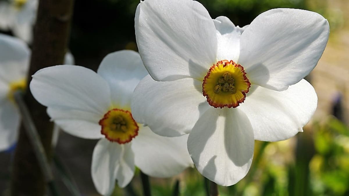 Narcissus poeticus Actaea má květy velké, až 8 cm široké. Sněhově bílé lesklé okvětní lístky mají mělký zkadeřený sytě žlutý střed tmavě oranžovočerveně lemovaný se zeleným okem. Květy velice intenzivně voní.