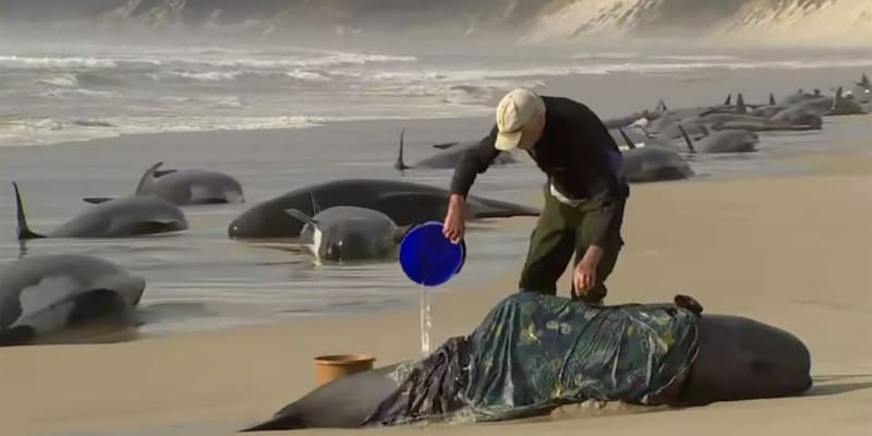 Velryby, které uvízly na tasmánském pobřeží