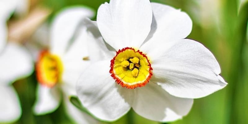 Nepřehlédnutelné květy narcisu poetického mají výrazný plochý žlutooranžový střed s většinou tmavě červeným zkadeřeným okrajem a zeleným okem v třpytivě bílých, dozadu zahnutých okvětních lístcích, které se na okrajích zakřivují. 