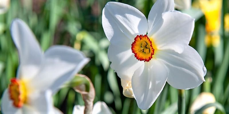 Narcis bílý je 20–50 cm vysoký a kvete přibližně o měsíc později než jiné narcisy, tedy nejčastěji v květnu.