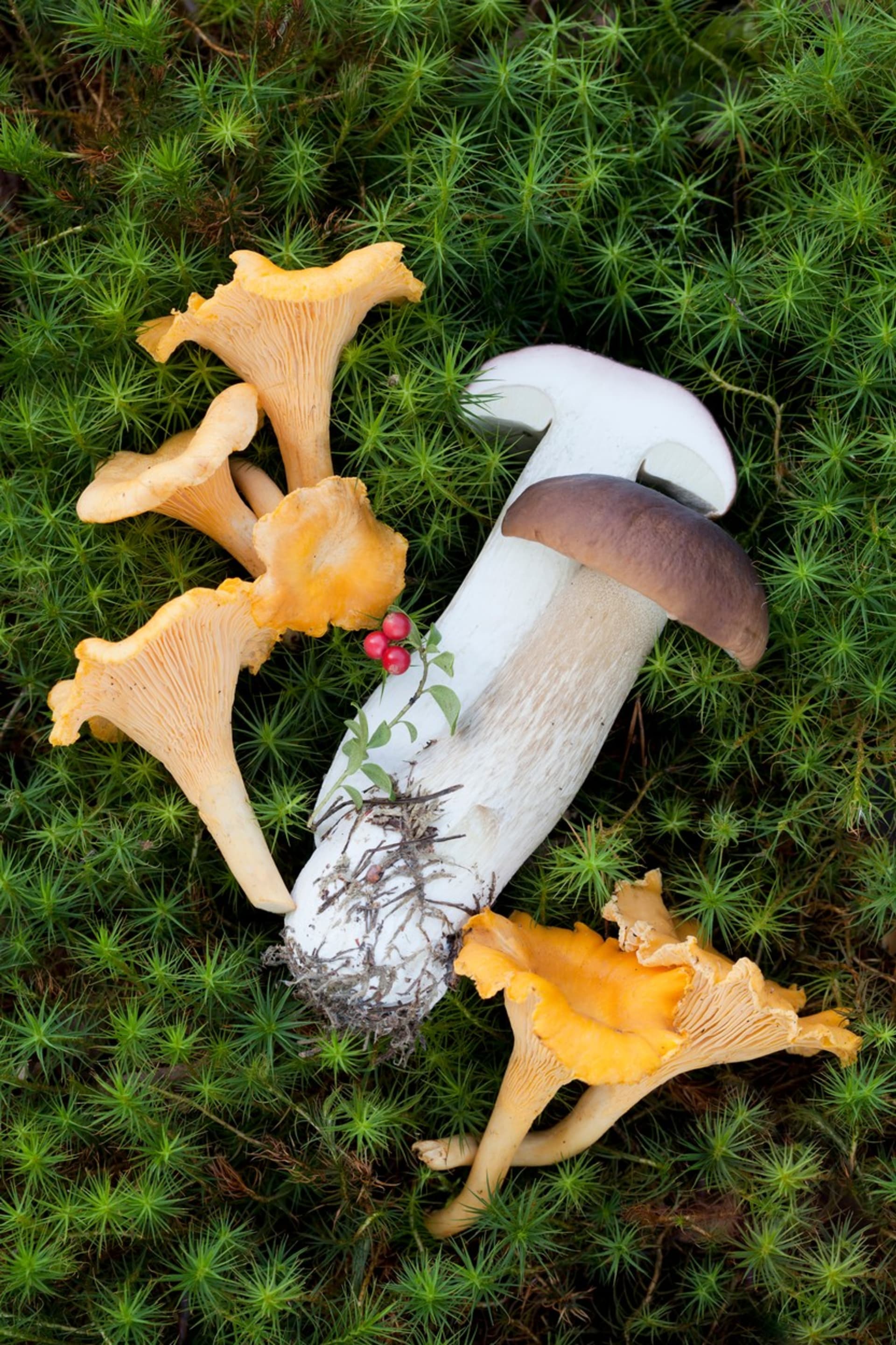 Lišky a hřiby jsou nejpopulárnější české houby. 